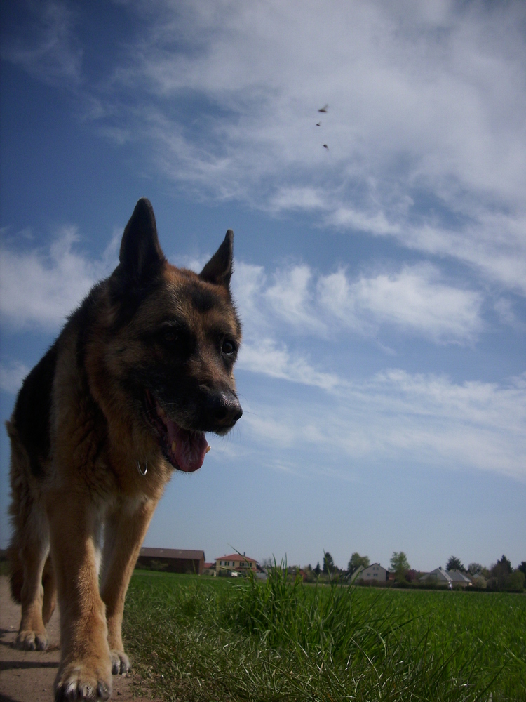 Hund im Feld