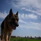 Hund im Feld