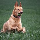 Hund im Feld