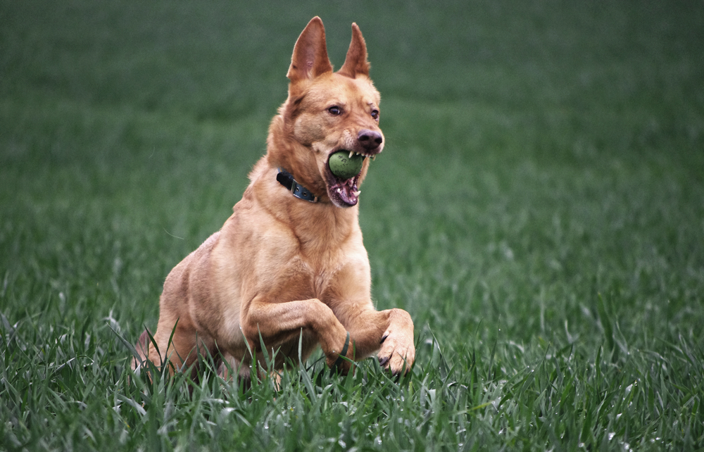 Hund im Feld