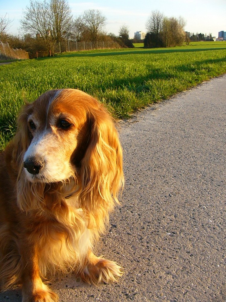 Hund im Feld