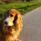 Hund im Feld