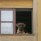 Hund im Fenster