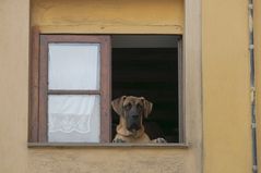 Hund im Fenster