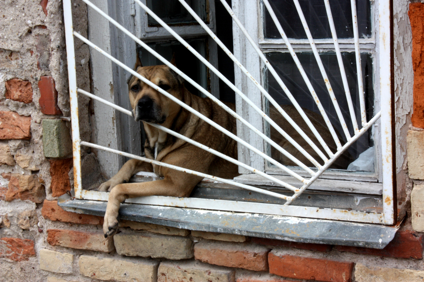 Hund im Fenster