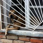 Hund im Fenster