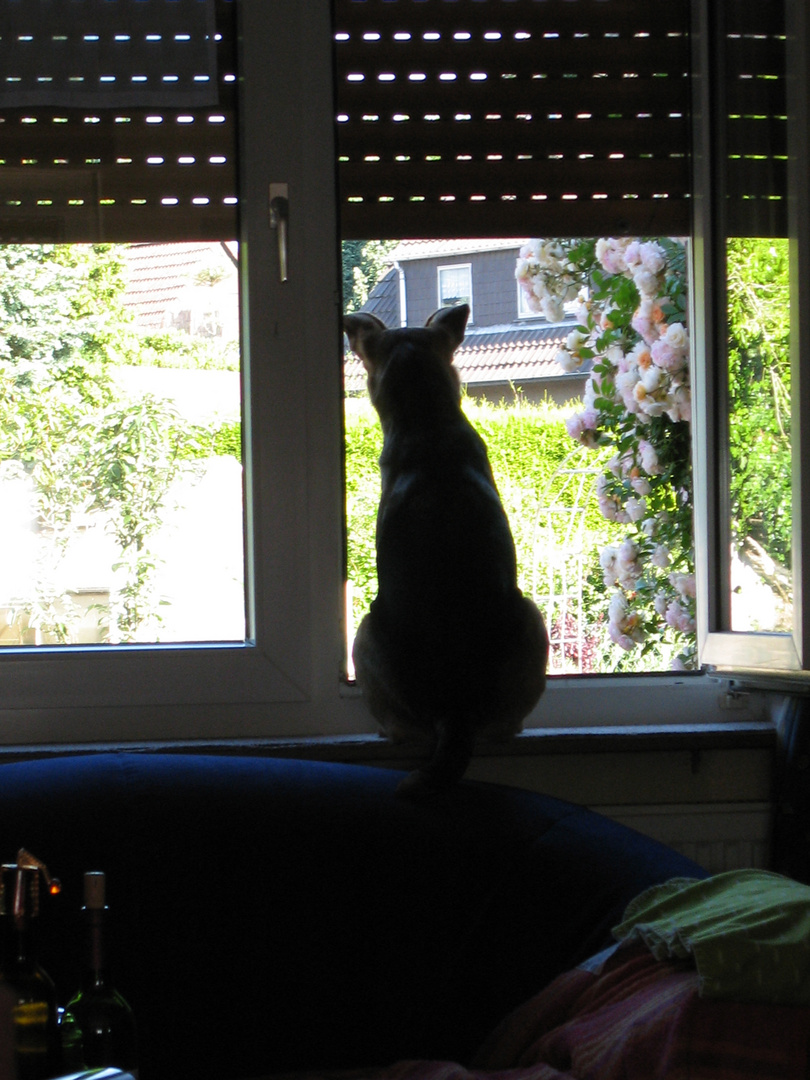 Hund im Fenster