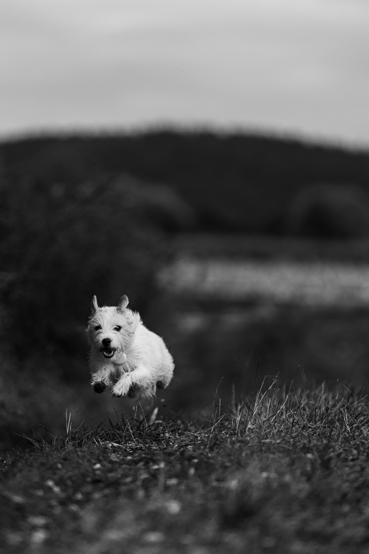 hund im flug