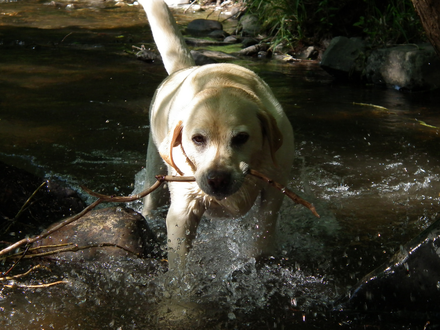 Hund im Fluss