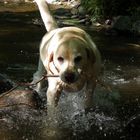 Hund im Fluss