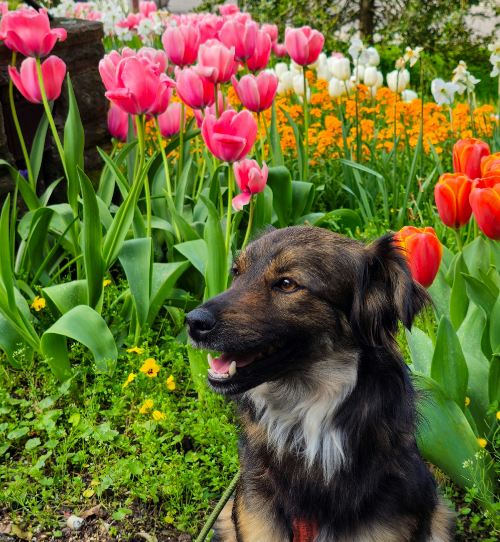 Hund im Frühling 