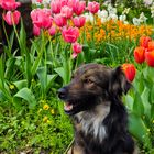 Hund im Frühling 