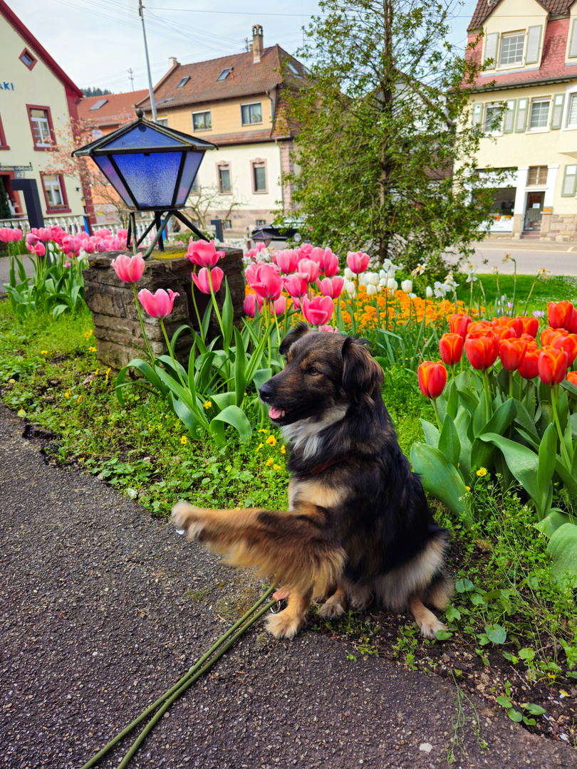 Hund im Frühling 