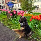 Hund im Frühling 