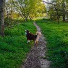 Hund im Frühling !