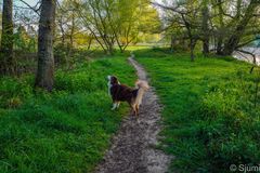 Hund im Frühling !