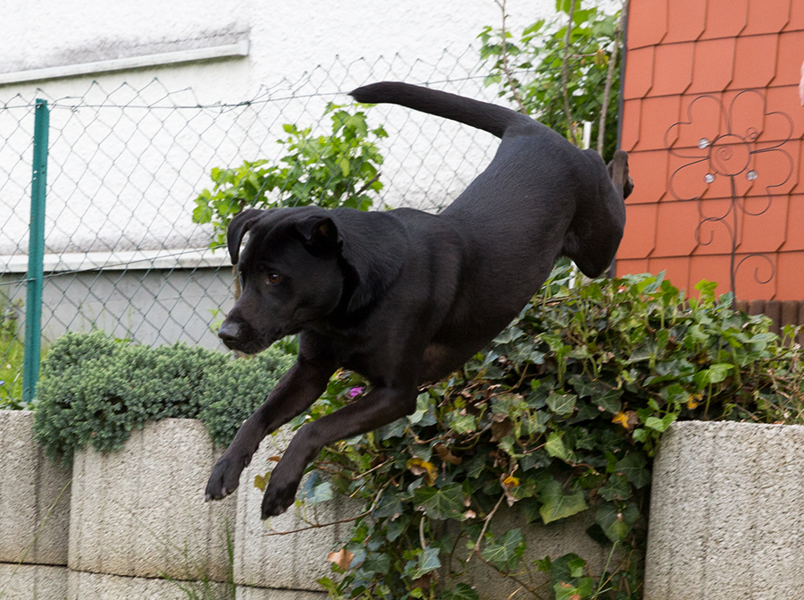 Hund im Garten