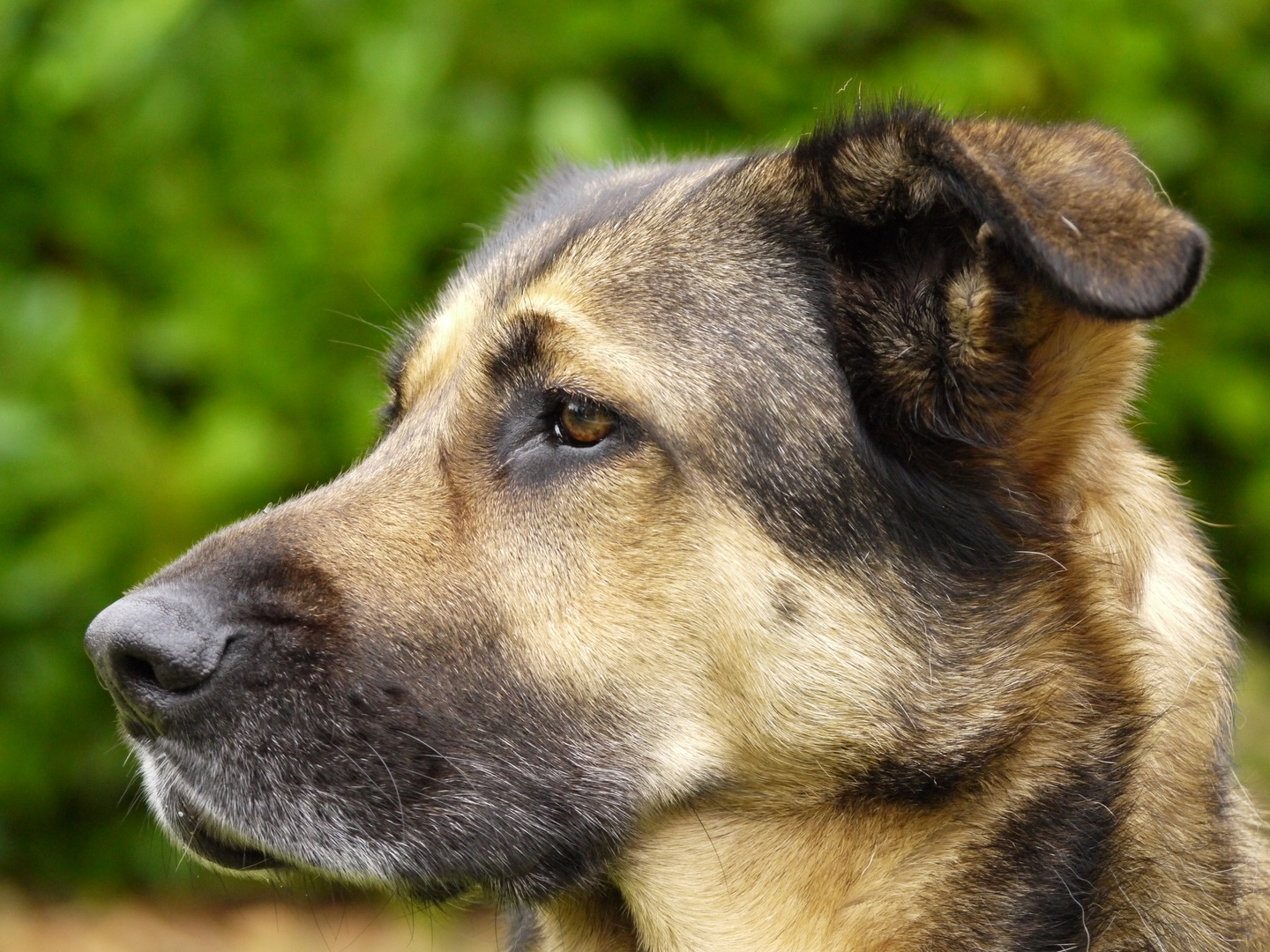 Hund im Garten