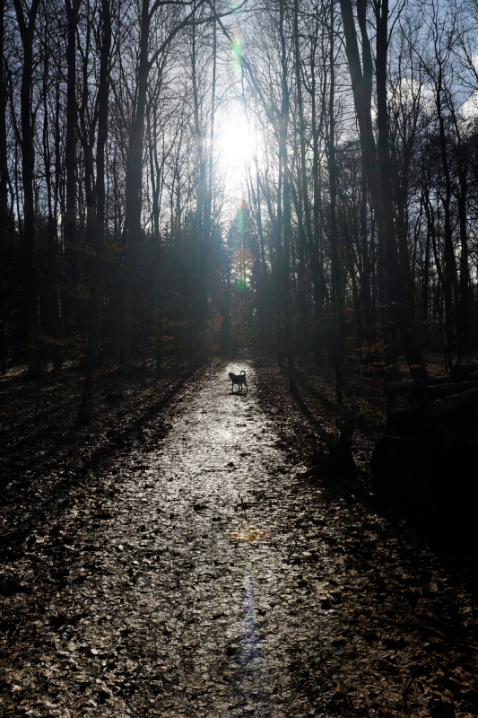 Hund im Gegenlicht