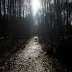 Hund im Gegenlicht