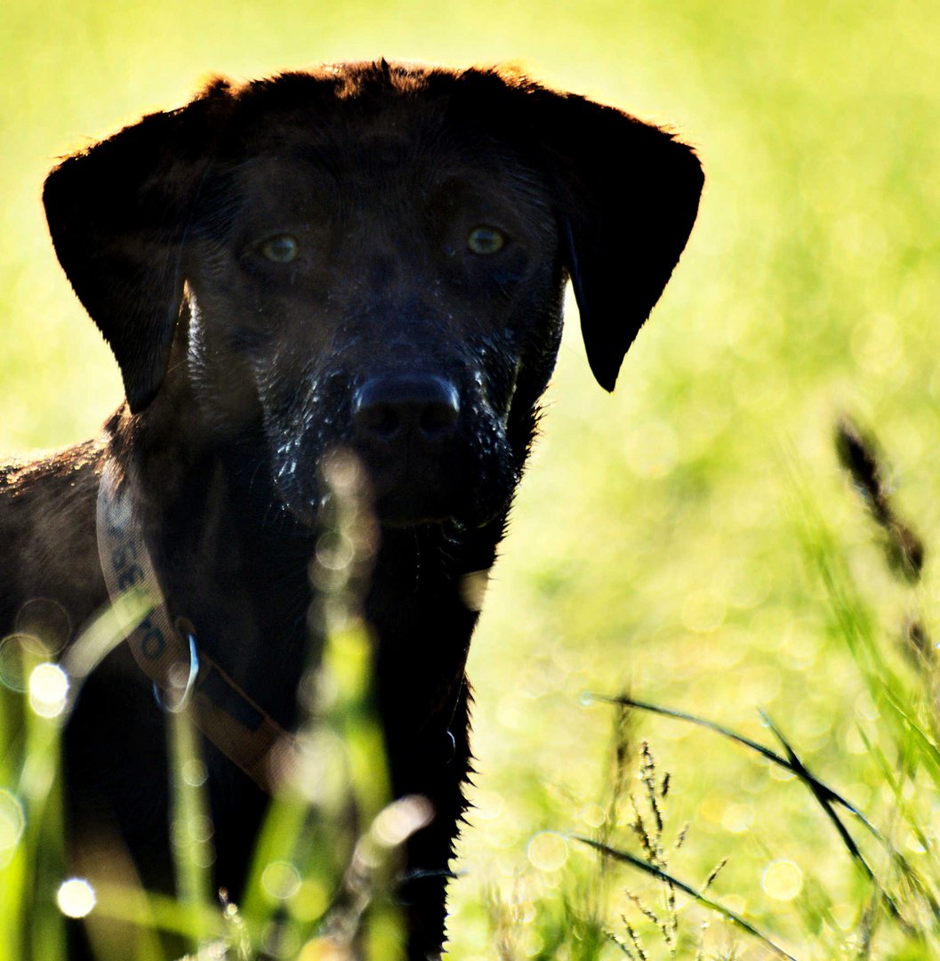 hund im gegenlicht