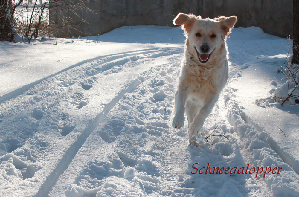 Hund im Glück