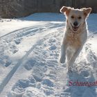 Hund im Glück