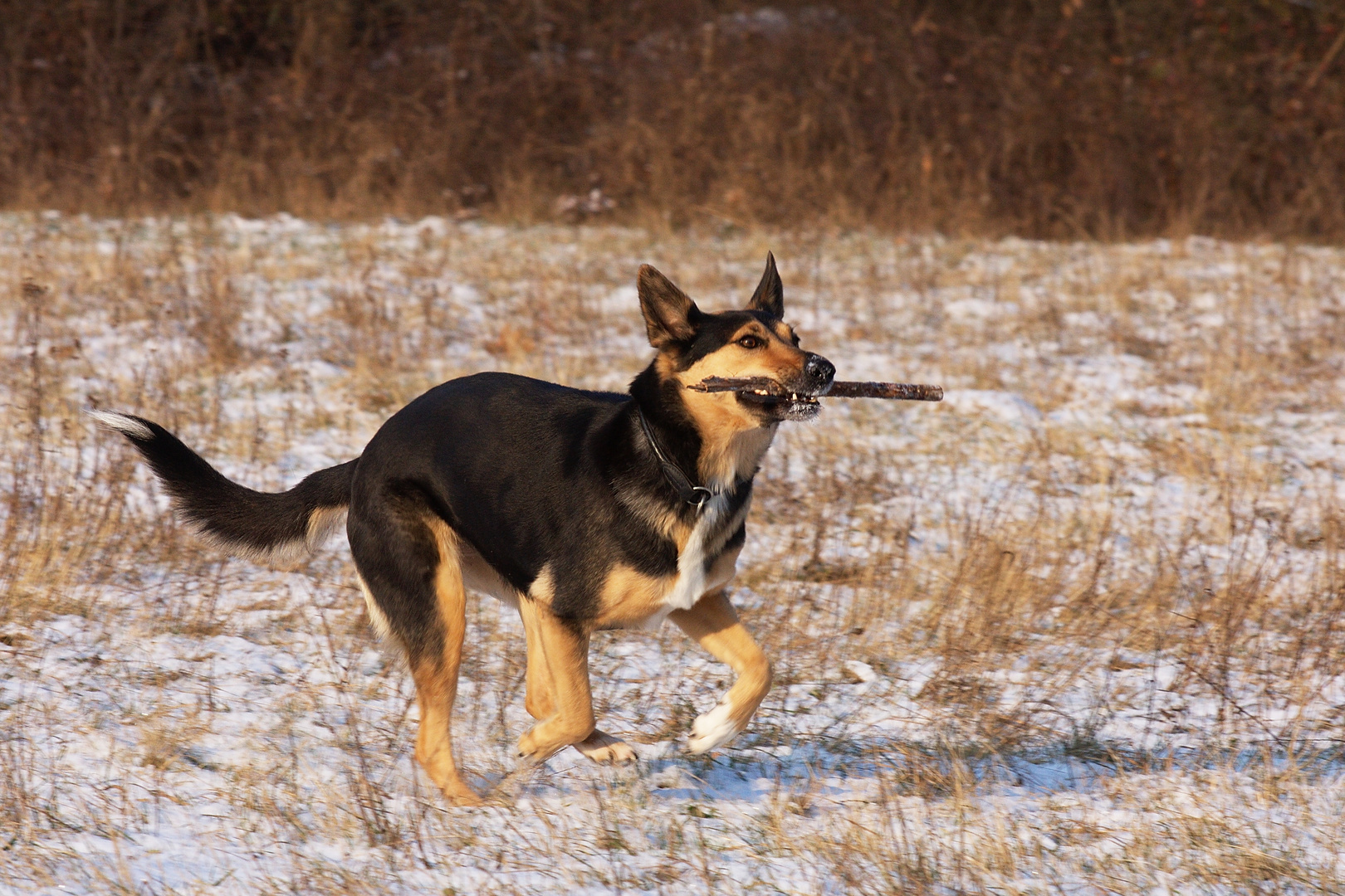 Hund im Glück