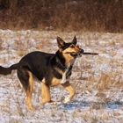 Hund im Glück