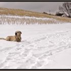 Hund im Glück