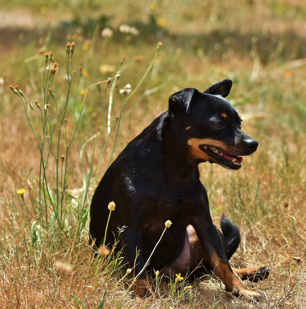 Hund im Gras