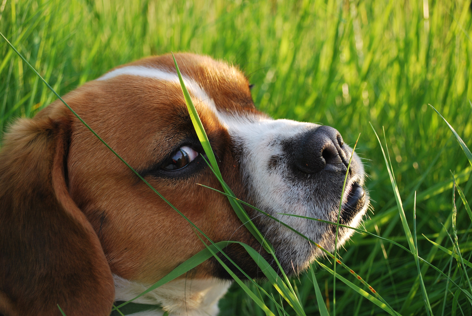 Hund im Gras