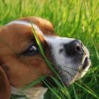 Hund im Gras