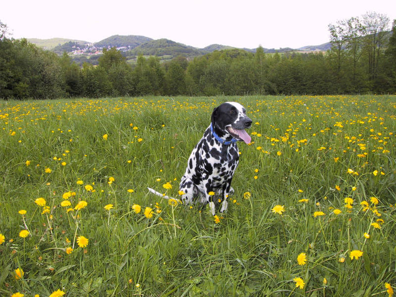 Hund im Gras