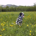 Hund im Gras