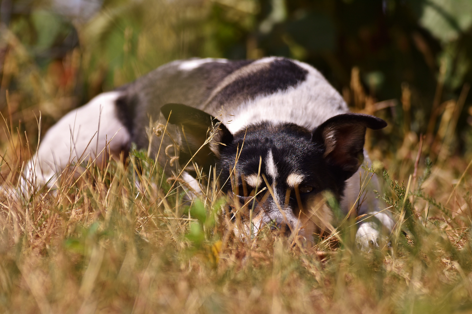 Hund im Gras