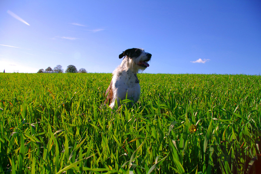 Hund im Grün