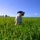 Hund im Grün