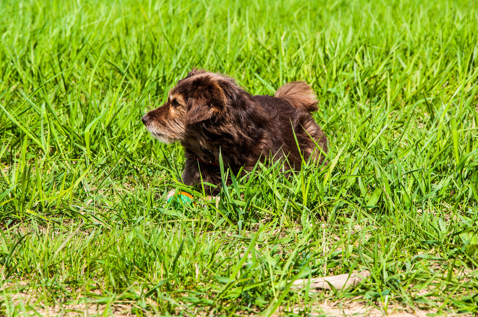 Hund im Grünen ;-)