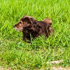 Hund im Grünen ;-)