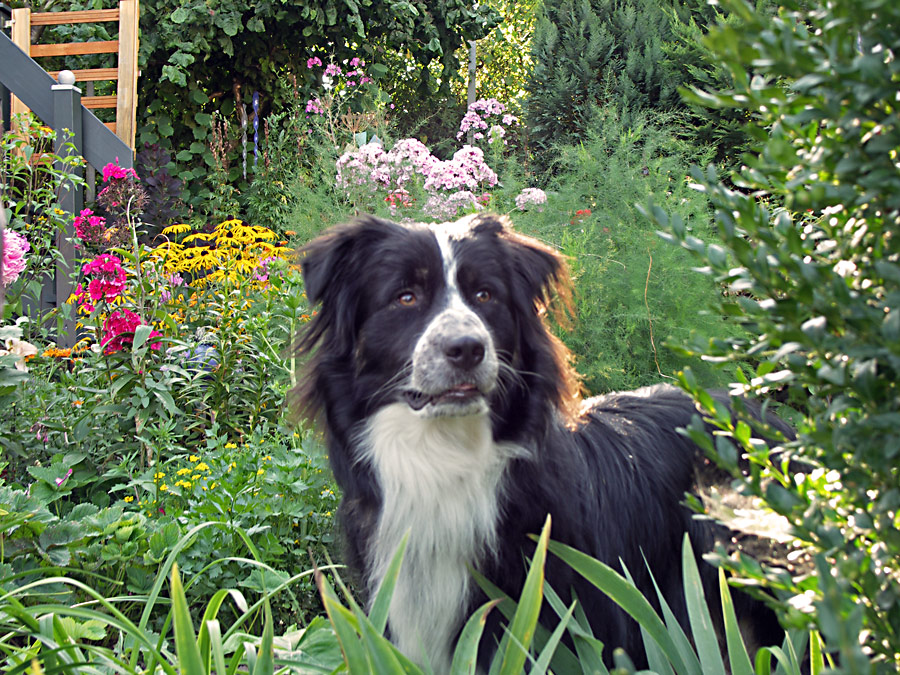 HUND IM GRÜNEN