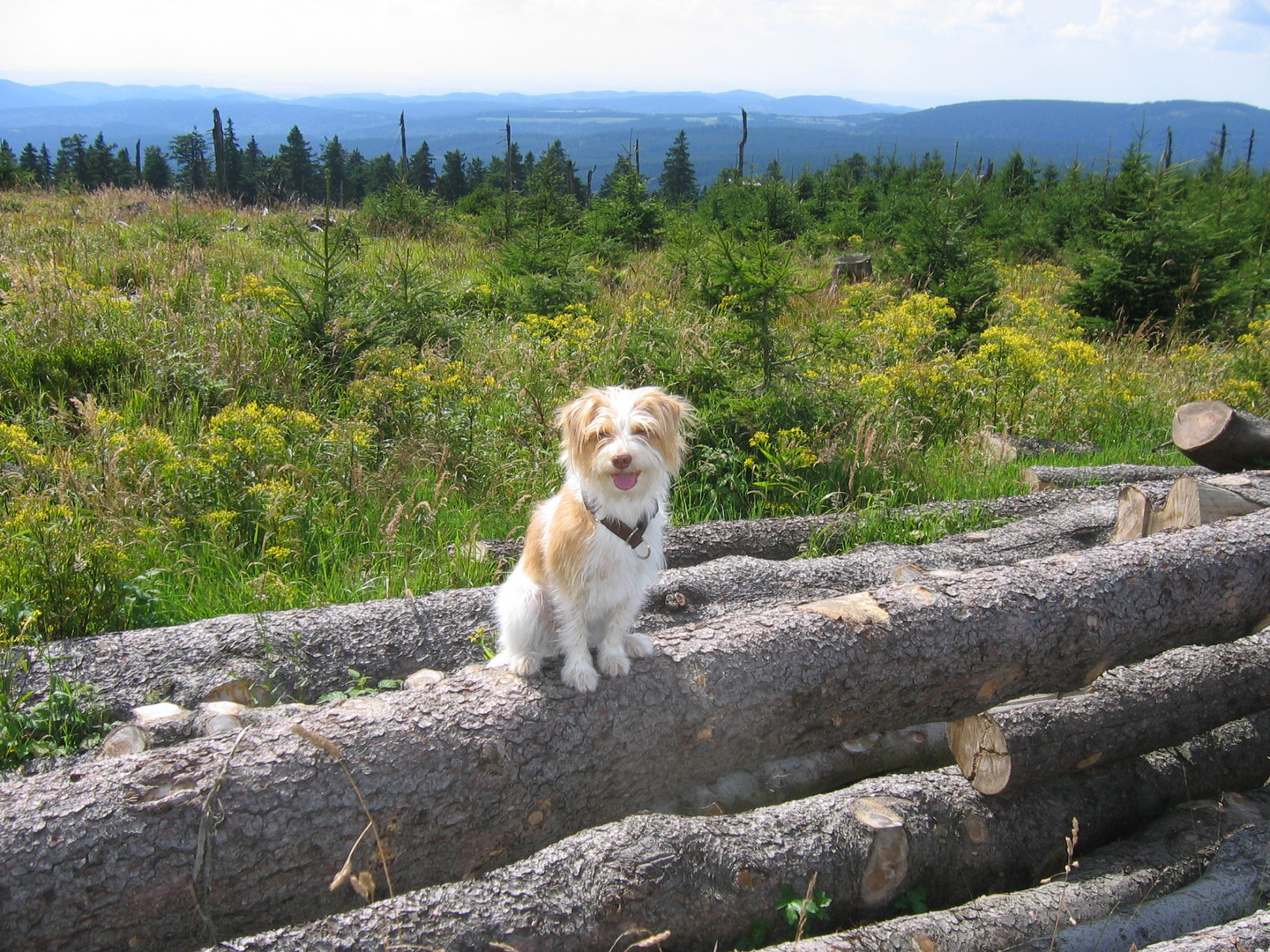 Hund im Harz