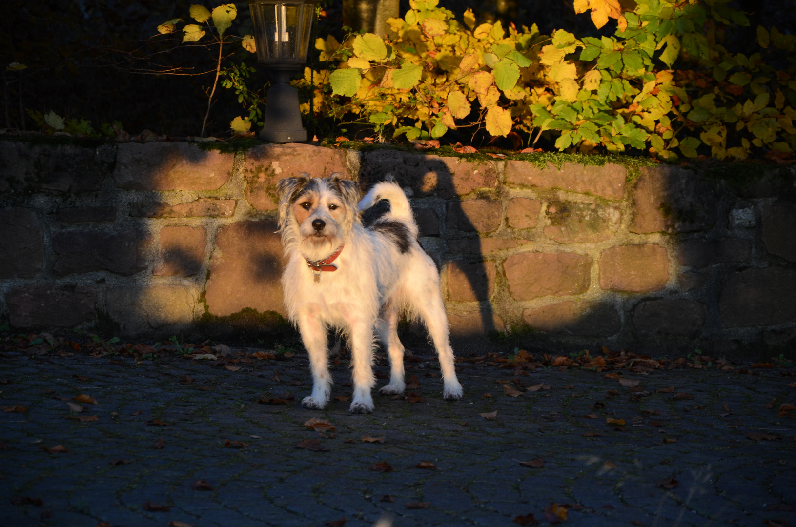 Hund im Herbst