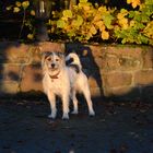 Hund im Herbst