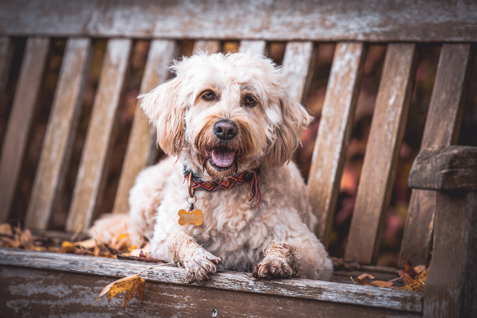 Hund im Herbst 