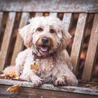 Hund im Herbst 