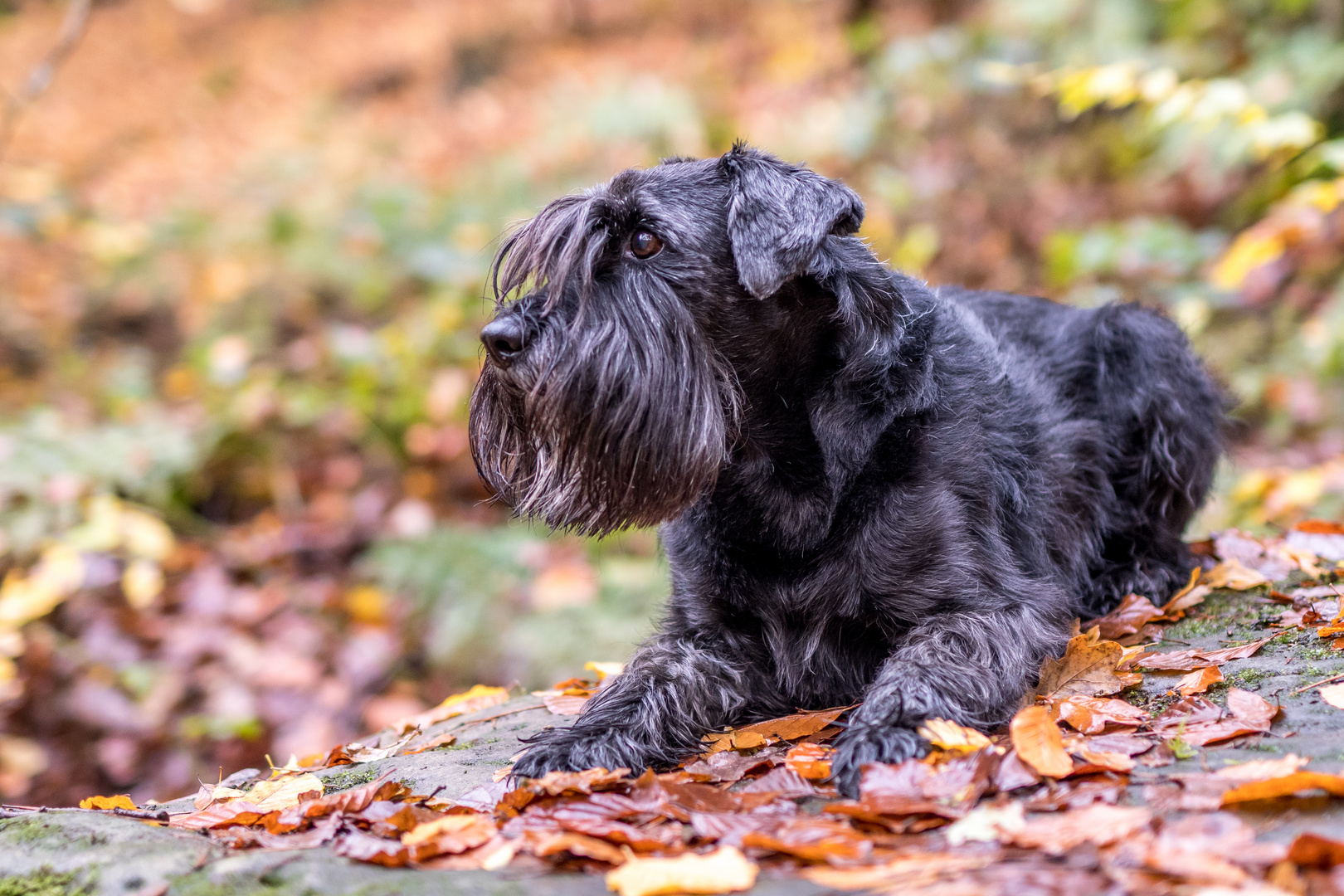 Hund im Herbst