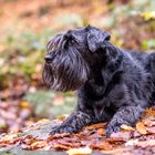 Hund im Herbst