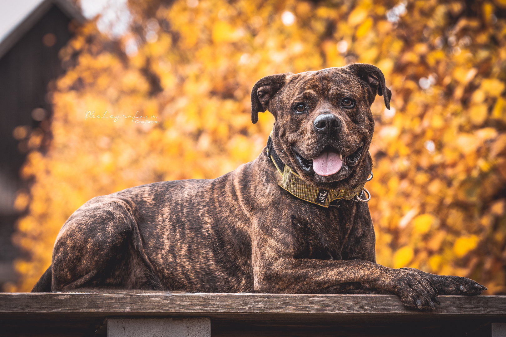 Hund im Herbst 