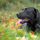 Hund im Herbst